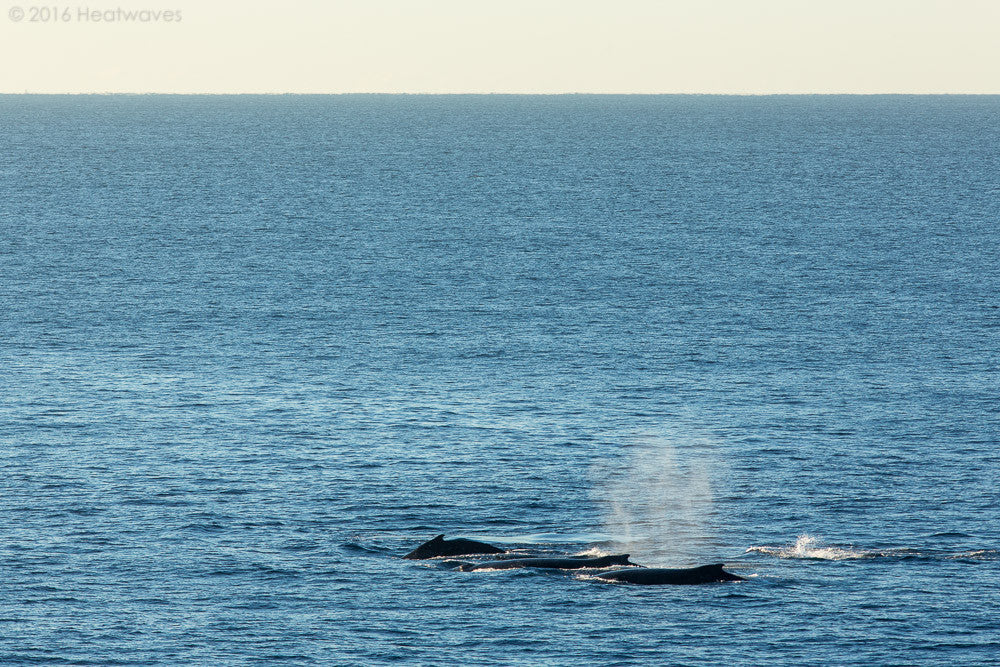 Humpback