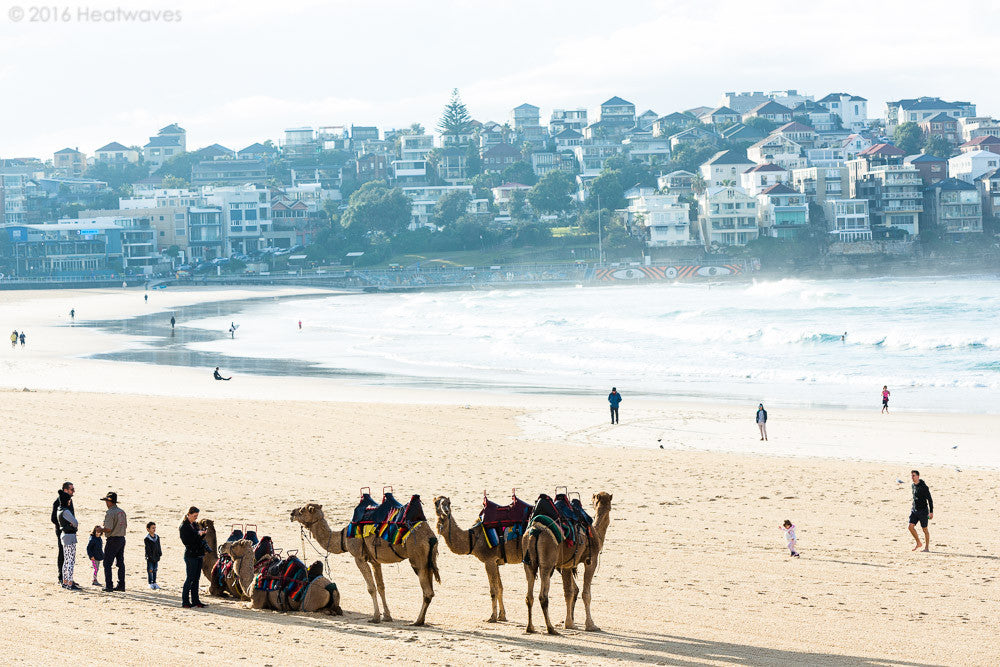 Camels