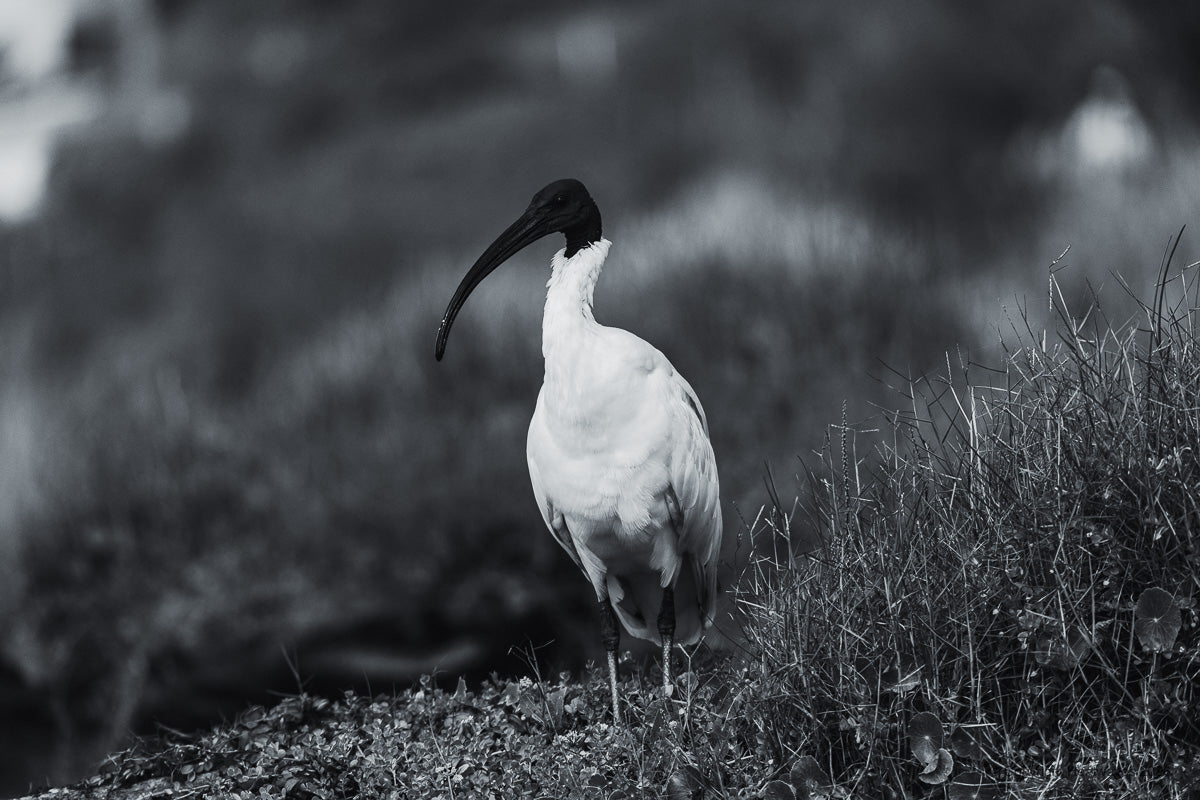 Ibis