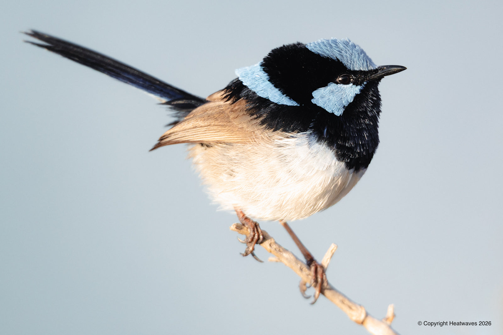 Fairy Wren