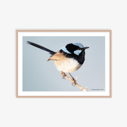 Fairy Wren