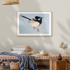 Fairy Wren