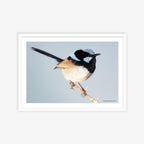 Fairy Wren