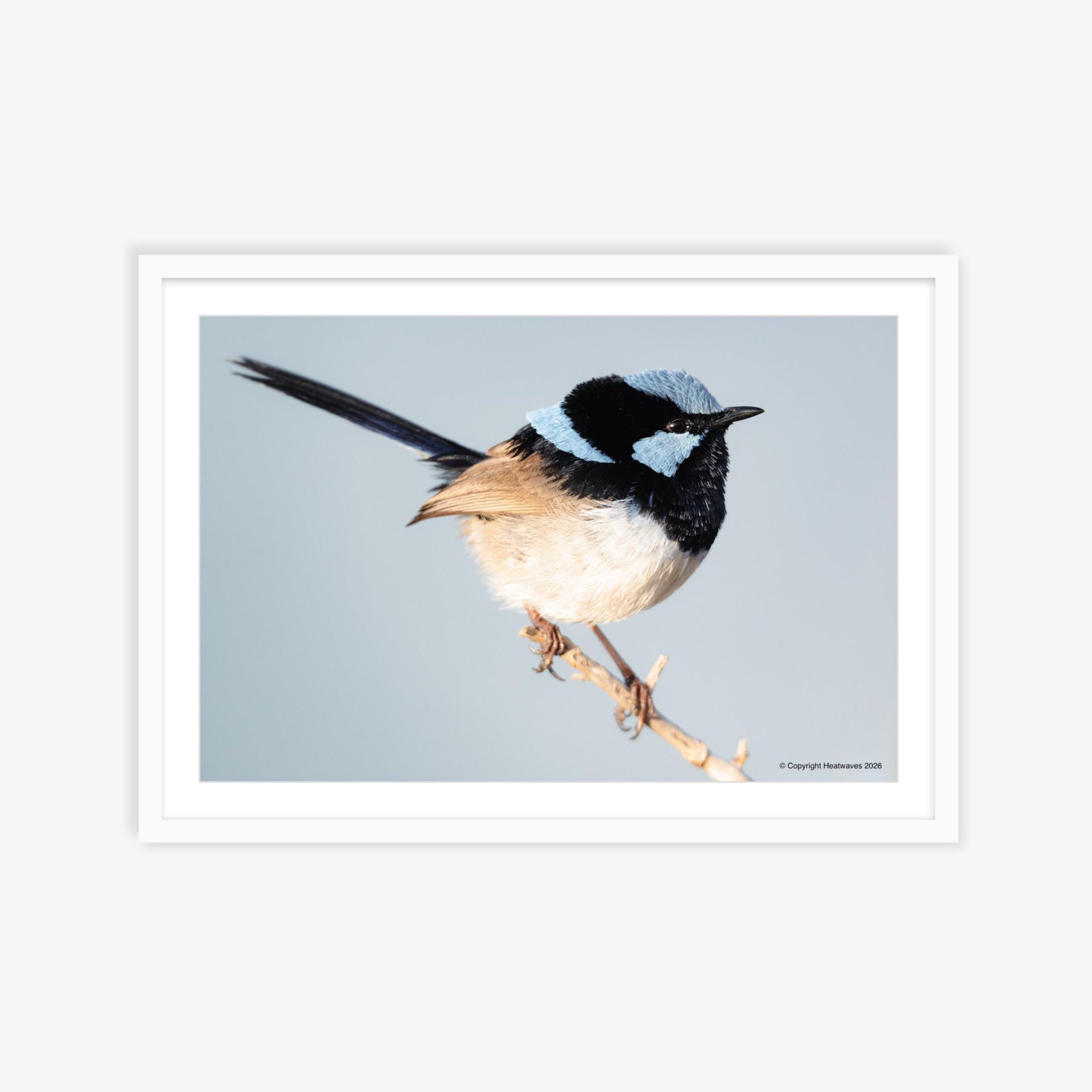 Fairy Wren