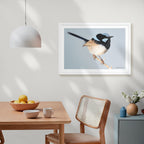 Fairy Wren