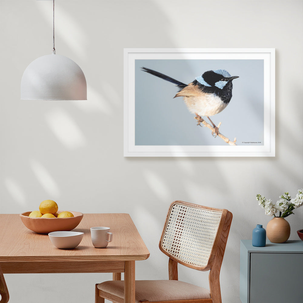 Fairy Wren