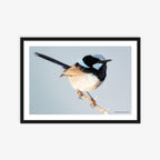 Fairy Wren