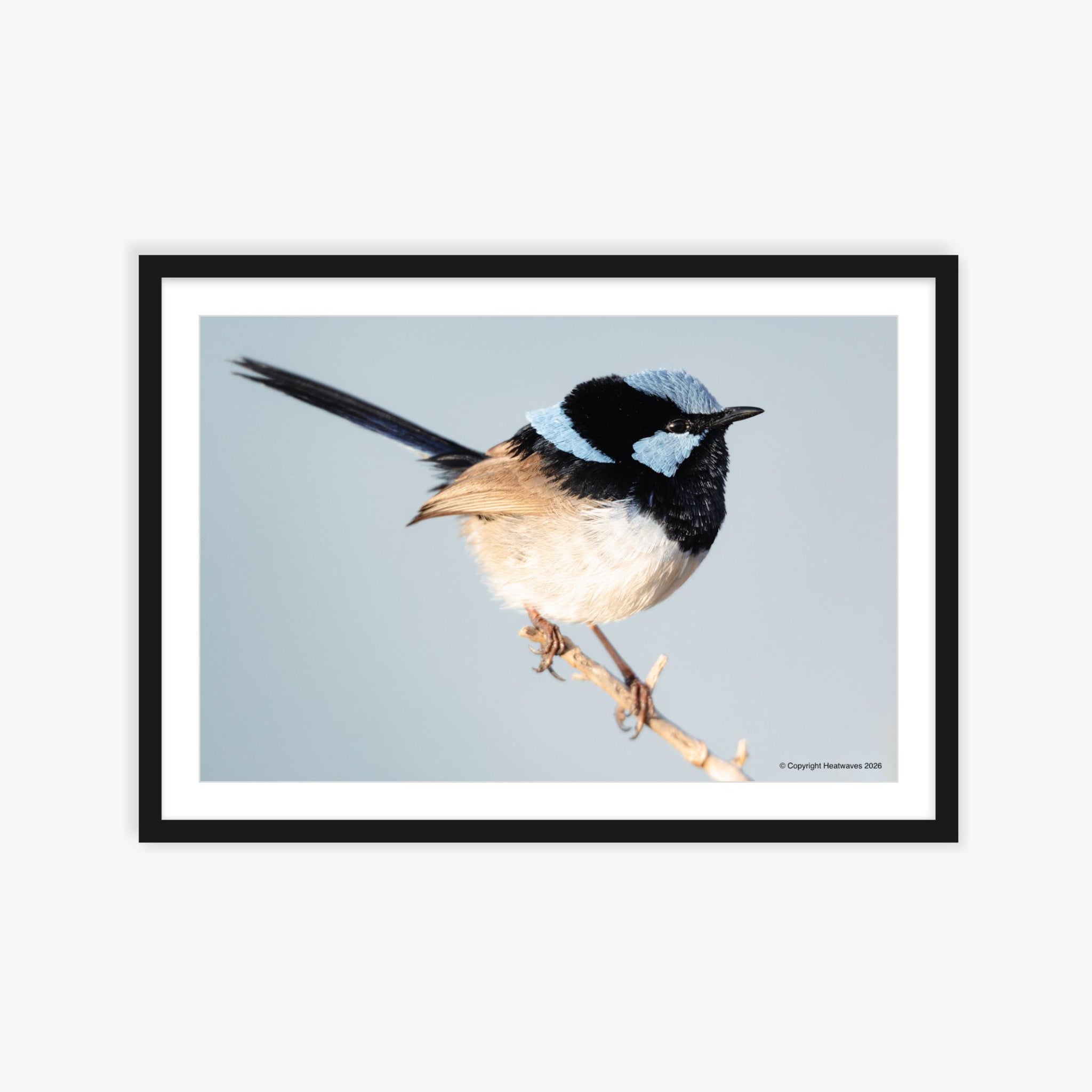 Fairy Wren