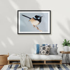 Fairy Wren